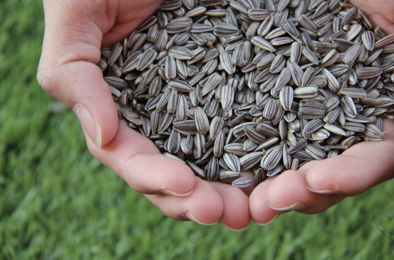 Can Rabbits Eat Sunflower Seeds? (A Detailed Nutrition Guide) Rabbit